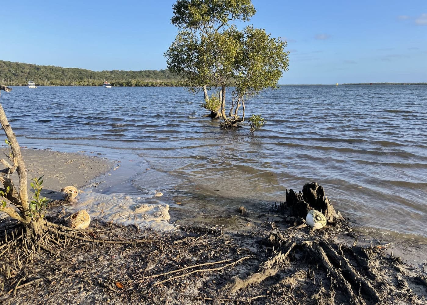 A mangrove standing in shallow water at the shoreline
