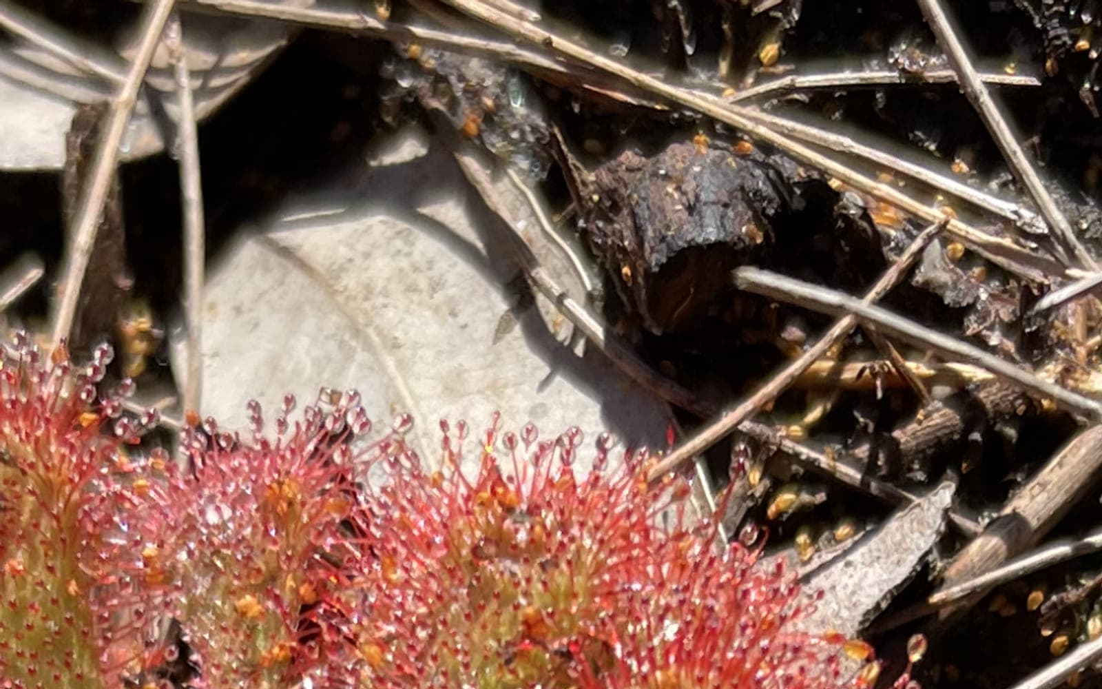 A red sundew plant with dew-tipped tentacles