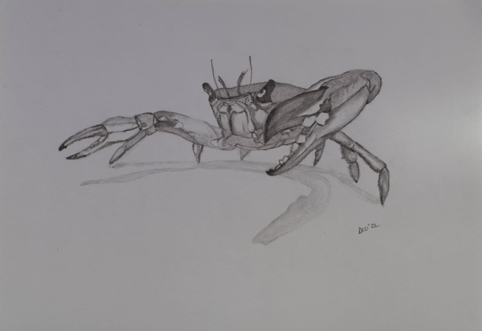 A pencil drawing of a crab